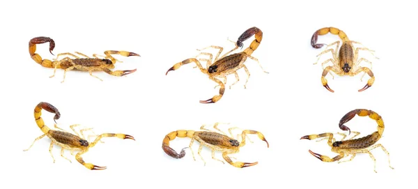 Skupina Hnědých Škorpiónů Izolovaných Bílém Pozadí Hmyz Animal — Stock fotografie