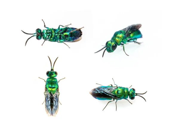 Gruppe Metallischer Kuckuckswespen Chrysididae Isoliert Auf Weißem Hintergrund Insekt Tiere — Stockfoto