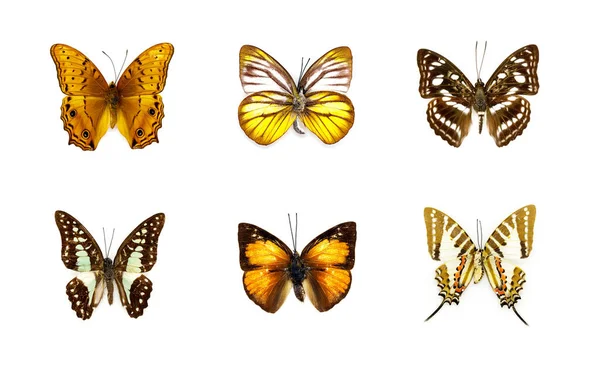 Grupo Hermosa Mariposa Sobre Fondo Blanco Insecto Animales —  Fotos de Stock