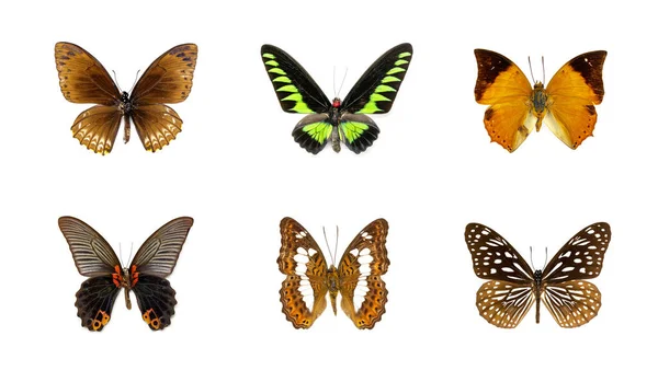 白い背景に美しい蝶のグループ 昆虫だ — ストック写真