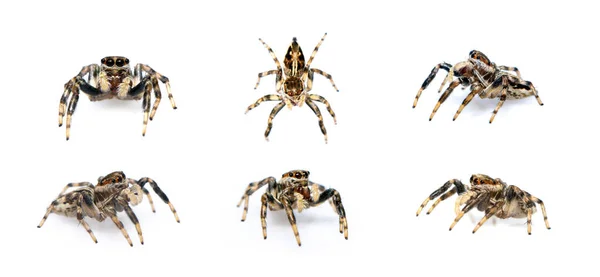 Grupo Aranha Saltando Isolado Fundo Branco Insetos Animais — Fotografia de Stock