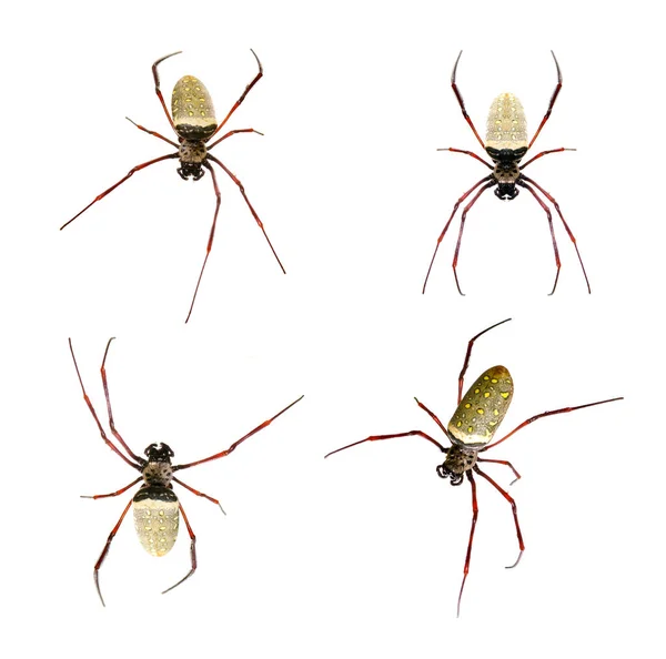 Skupina Batik Zlaté Pavučiny Pavouk Nephila Antipodiana Bílém Pozadí Hmyz — Stock fotografie