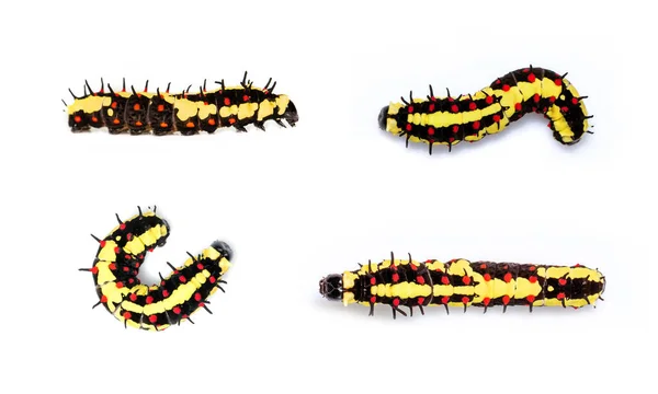 Group Caterpillars Common Mime Isolated White Background Animal Worm Insect — Stock Photo, Image