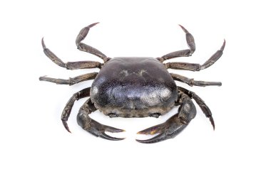 Beyaz arkaplanda izole edilmiş yengeç görüntüsü (Field Crab). Yiyecekler. Hayvan..