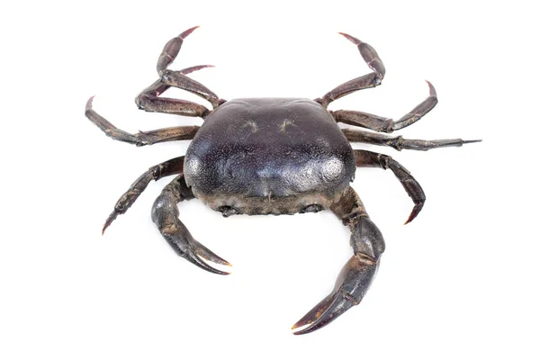 Afbeelding Van Krab Veldkrab Geïsoleerd Witte Achtergrond Eten Dierlijk — Stockfoto