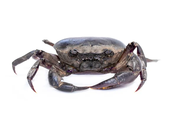 Imagem Caranguejo Caranguejo Campo Isolado Sobre Fundo Branco Comida Animais — Fotografia de Stock