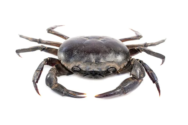 Image Crab Field Crab Isolated White Background Food Animal — Stock Photo, Image