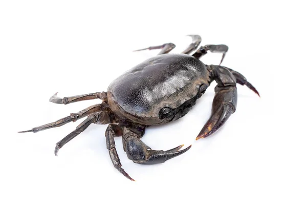 Afbeelding Van Krab Veldkrab Geïsoleerd Witte Achtergrond Eten Dierlijk — Stockfoto