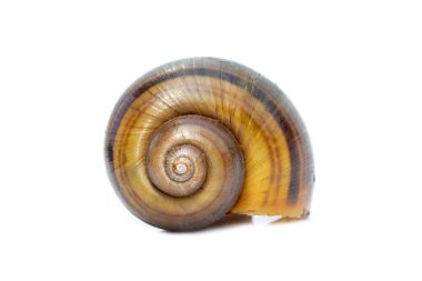 Beyaz arka planda izole edilmiş elma salyangozu (Pila ampullacea) görüntüsü. Hayvan..