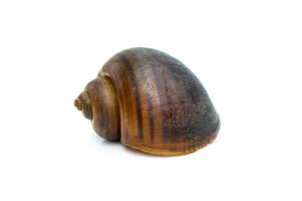 Imagem Caracol Maçã Pila Ampullacea Isolado Sobre Fundo Branco Animais — Fotografia de Stock