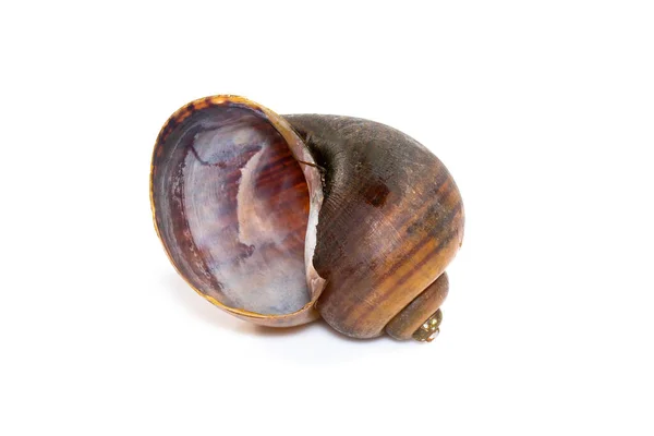 在白色背景下分离的苹果蜗牛 扁桃体 的图像 — 图库照片