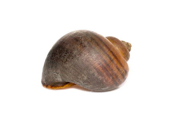 Imagem Caracol Maçã Pila Ampullacea Isolado Sobre Fundo Branco Animais — Fotografia de Stock