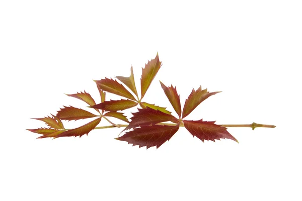 Schöner Zweig mit Blättern — Stockfoto