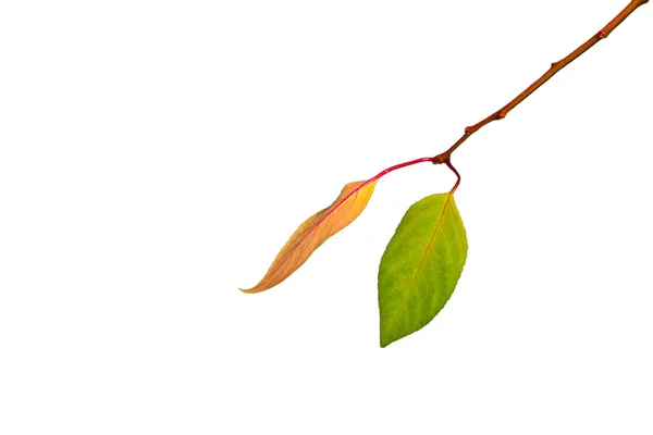 アップル ツリー ブランチの葉を持つ — ストック写真