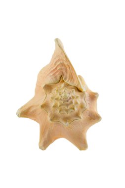 deniz kabuğu beyaz üzerine izole