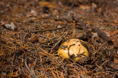 Çimleri mantar nicee