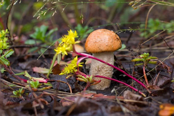 Cogumelo nicee na grama — Fotografia de Stock