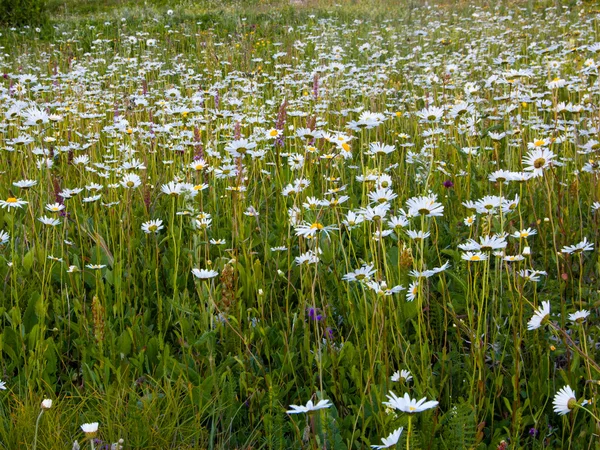 Valley of chamomile — Stock Photo, Image