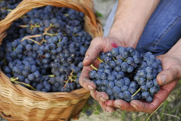 Mains tenant des grappes de raisins — Photo