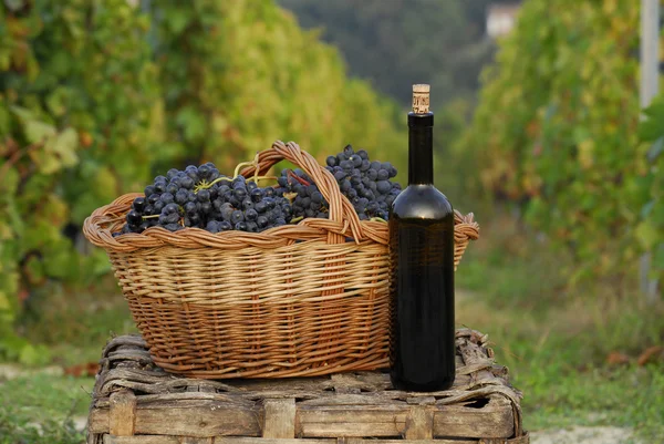 Μάτσο cest σταφυλιών και το κόκκινο μπουκάλι κρασί σε αμπελώνα του περιβάλλοντος. — Φωτογραφία Αρχείου
