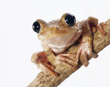 Beyaz arka plan üzerinde izole makro fotoğraf ağaç kurbağası.