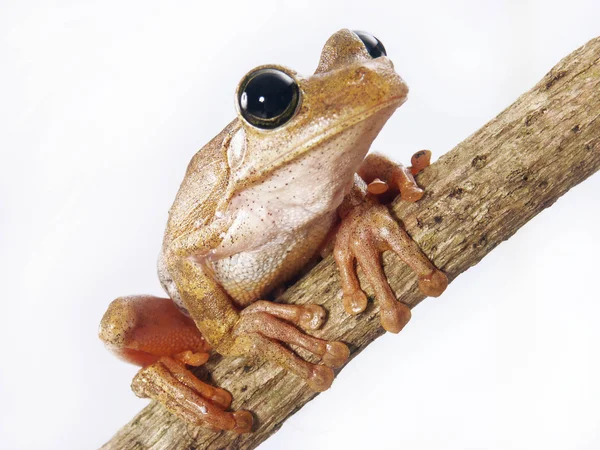 Sapo de árvore em uma foto macro isolada no fundo branco . — Fotografia de Stock