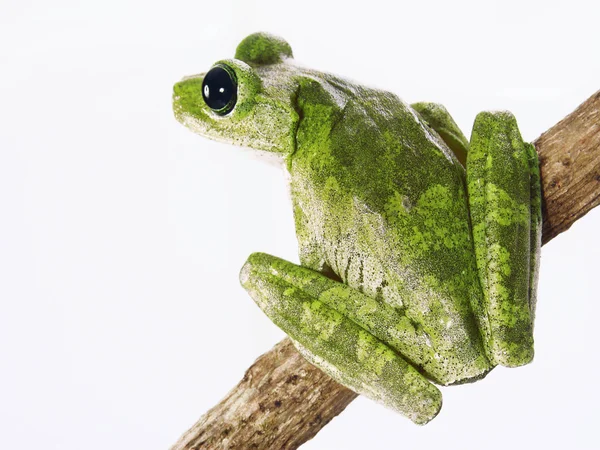Zelená strom žába izolované na bílém pozadí. — Stock fotografie