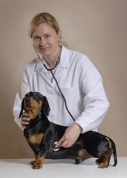 Vrouw veterinaire. — Stockfoto