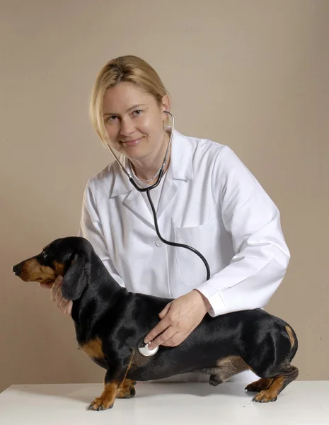 Kvinna veterinärmedicinska. — Stockfoto