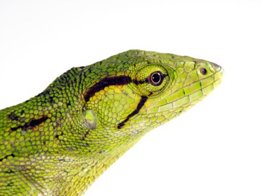 Beyaz arkaplanda yeşil kertenkele.