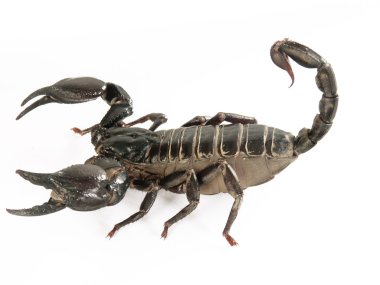 Beyaz arkaplanda siyah akrep.