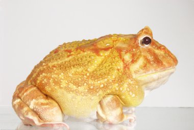 büyük sarı kurbağa