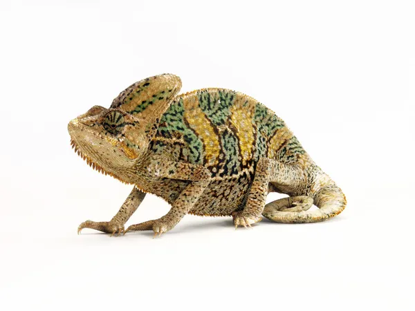 Africké chameleon na bílém pozadí — Stock fotografie
