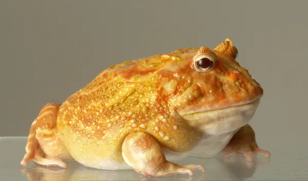 Velké žluté žába — Stock fotografie