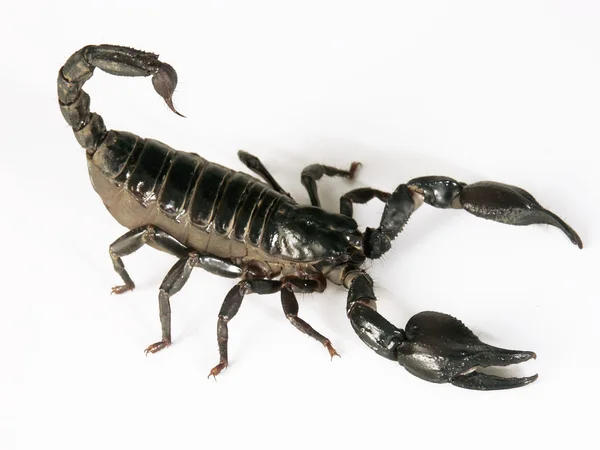 Black scorpion on white background. — Stock Photo, Image