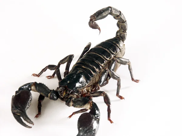 Black scorpion on white background. — Stock Photo, Image