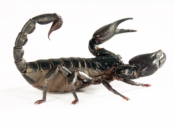 Czarny skorpion na białym tle. — Zdjęcie stockowe