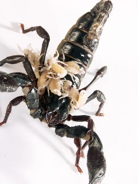 Escorpião preto no fundo branco. — Fotografia de Stock