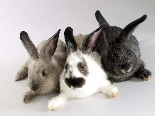 三只兔子，在一起. — 图库照片