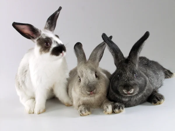 Three rabbits, together. — Stock Photo, Image