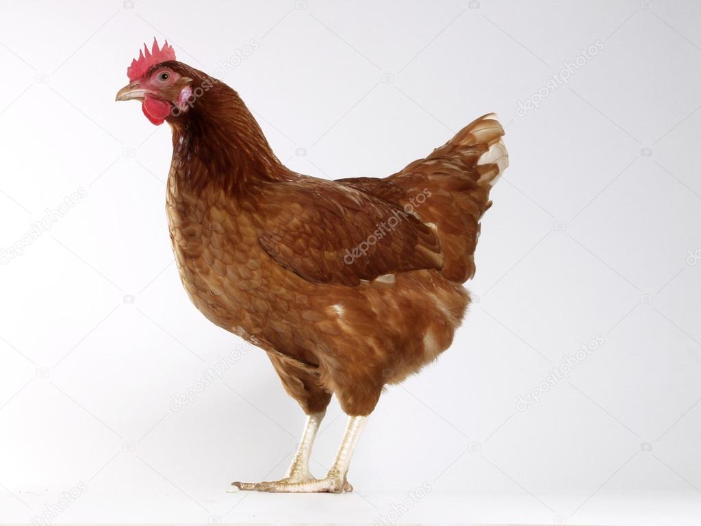 One hen isolated on white background.