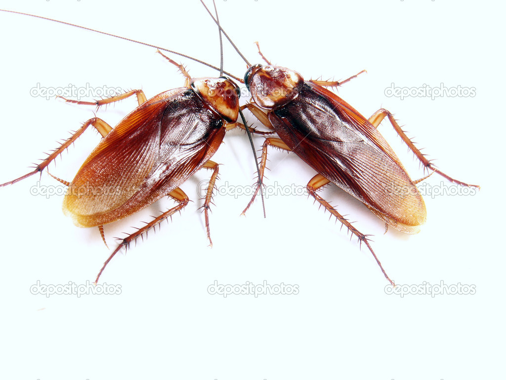 Two cockroach communicating on white background.