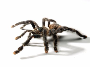 Beyaz arkaplanda izole edilmiş örümcek