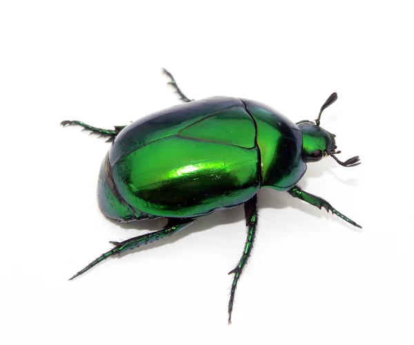 Зелений Bedbug на білому тлі — стокове фото