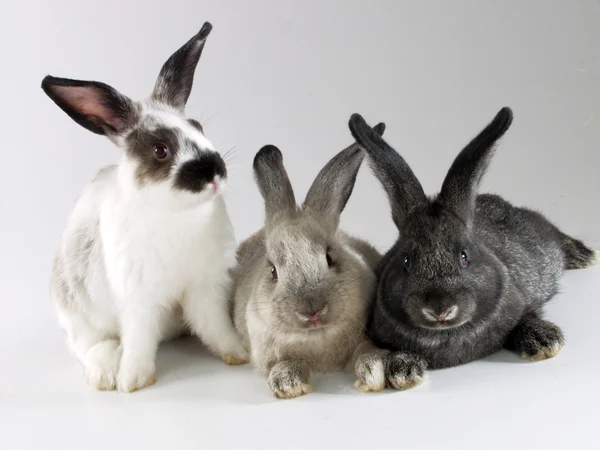三只兔子在一起 — 图库照片