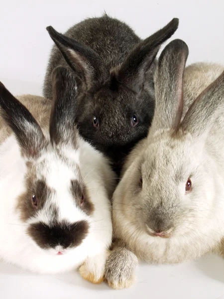 三只兔子在一起 — 图库照片