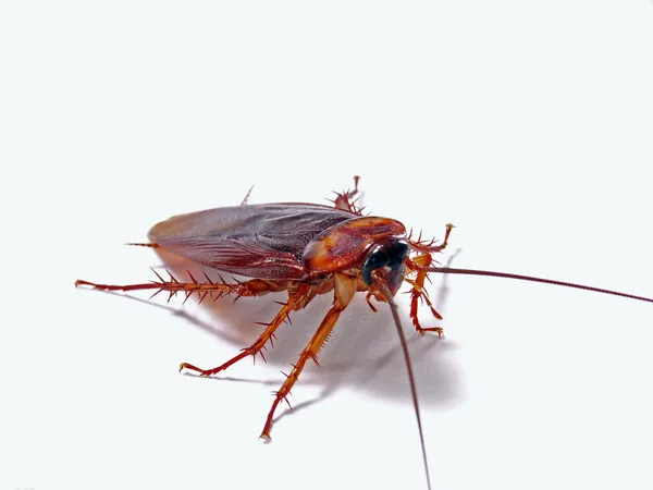 Cockroach isolated — Stock Photo, Image