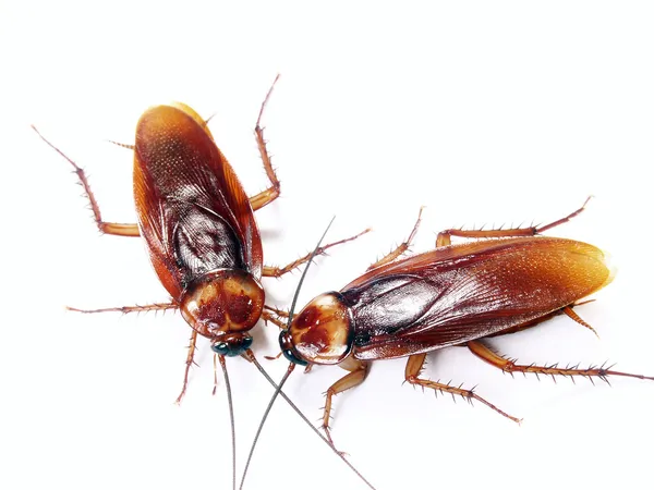 Kakkerlakken geïsoleerd — Stockfoto