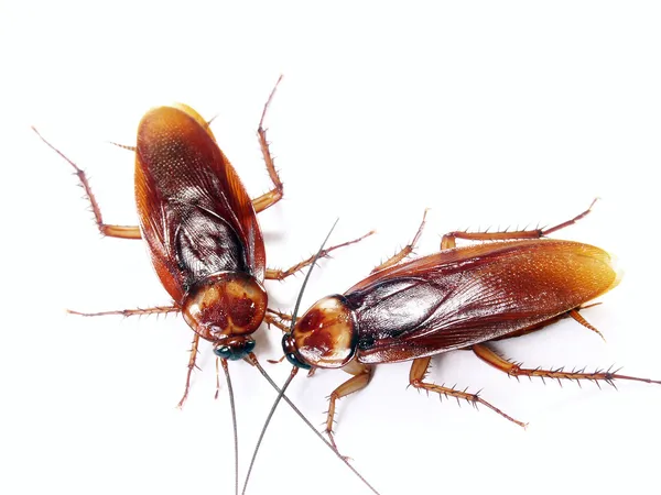 Cockroaches isolated — Stock Photo, Image