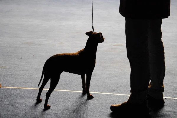 Uomo con un cane — Foto Stock